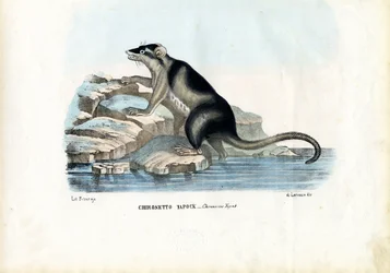 Yapok, 1863-79
